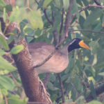 Masked Finfoot (image by Hannu Jännes)