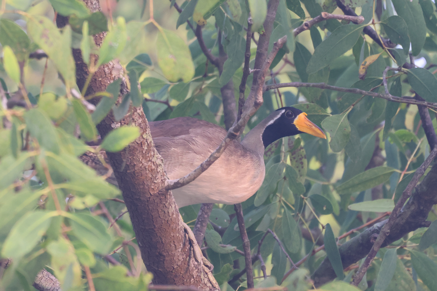 Masked Finfoot (image by Hannu Jännes)