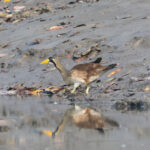 Masked Finfoot (image by Hannu Jännes)