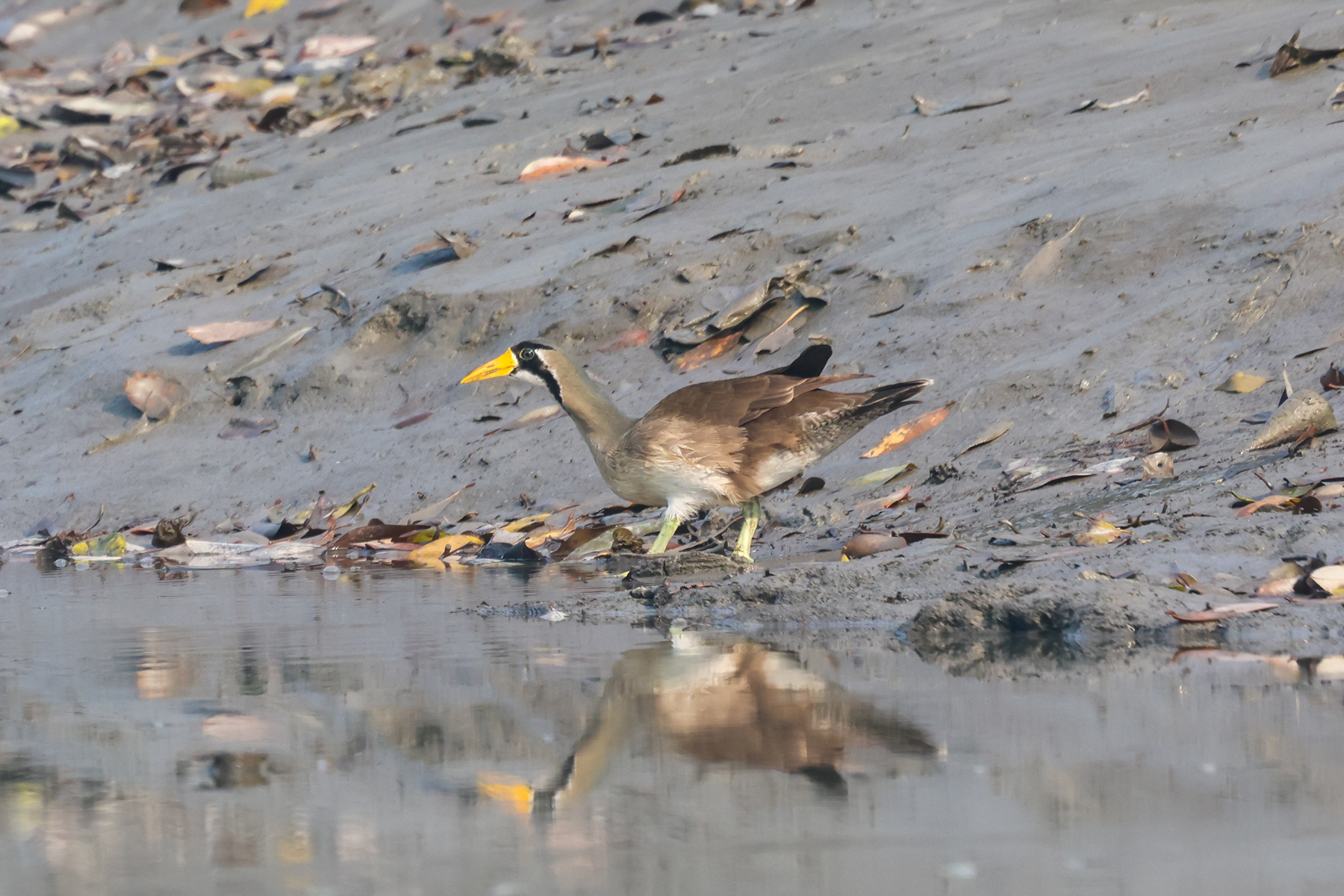 Masked Finfoot (image by Hannu Jännes)
