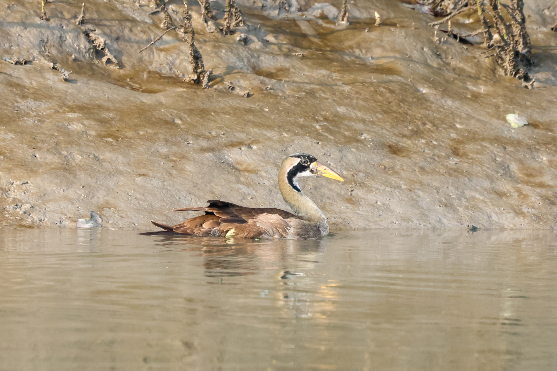 Masked Finfoot (image by Hannu Jännes)