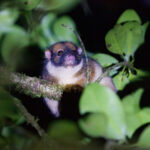 Masked Ring-tailed Possum (image by Phil Hansbro)