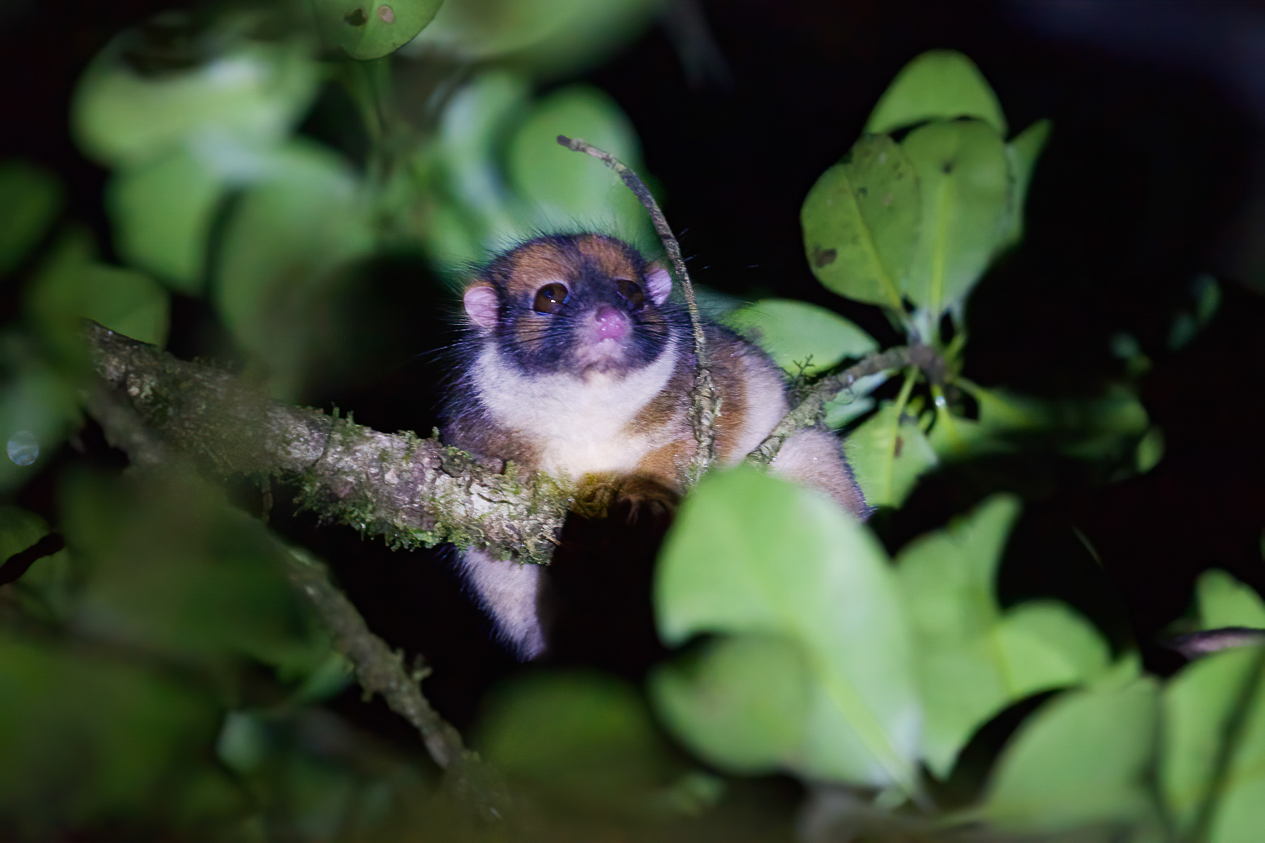 Masked Ring-tailed Possum (image by Phil Hansbro)