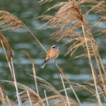 Meadow Bunting (image by Dave Farrow)