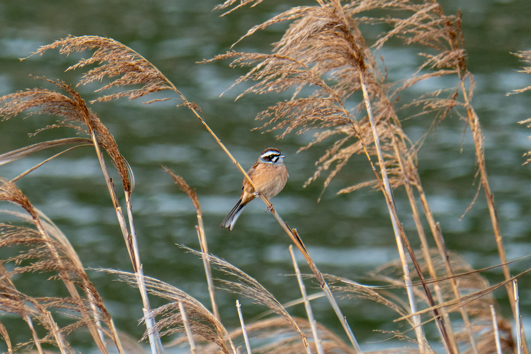 Meadow Bunting (image by Dave Farrow)