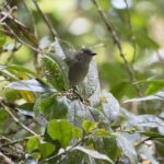 Mid-mountain Berrypecker (image by Phil Hansbro)