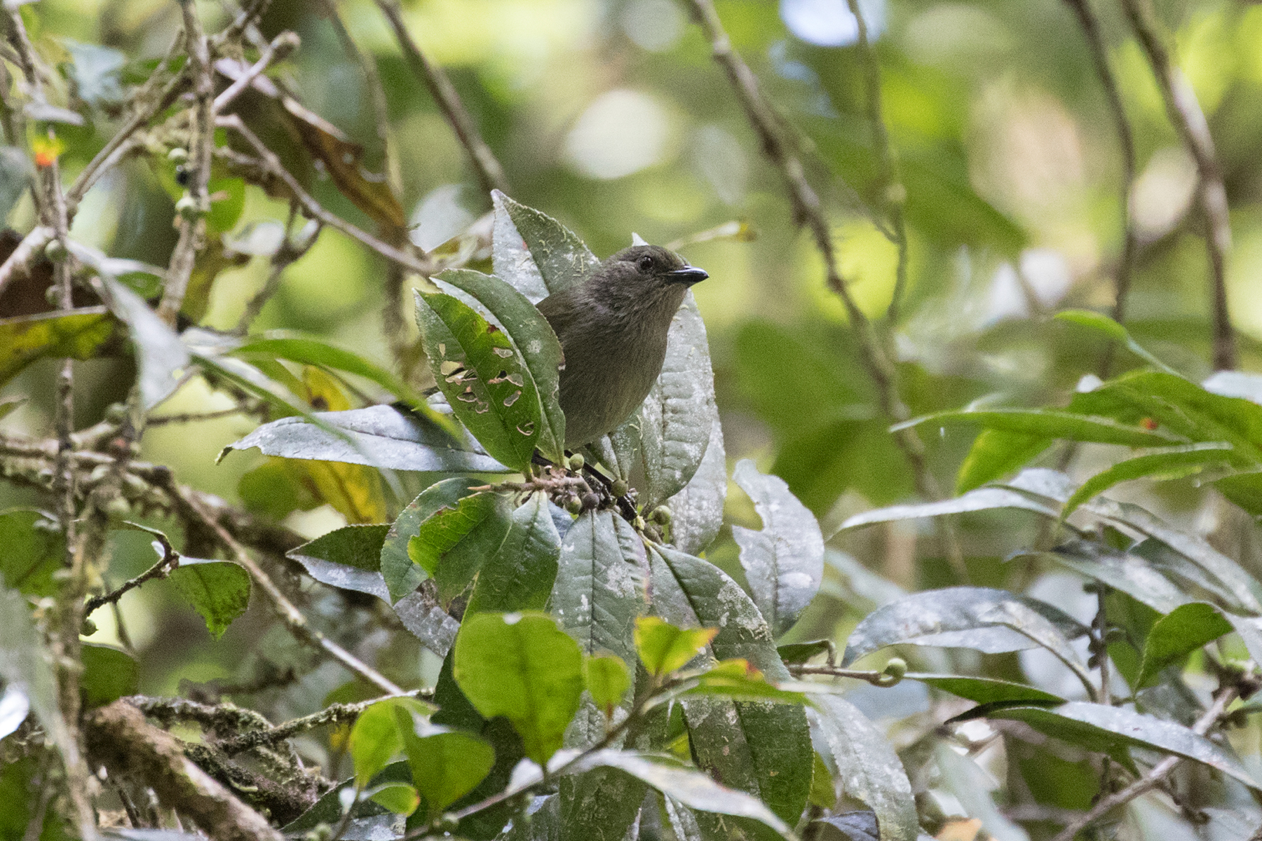 Mid-mountain Berrypecker (image by Phil Hansbro)