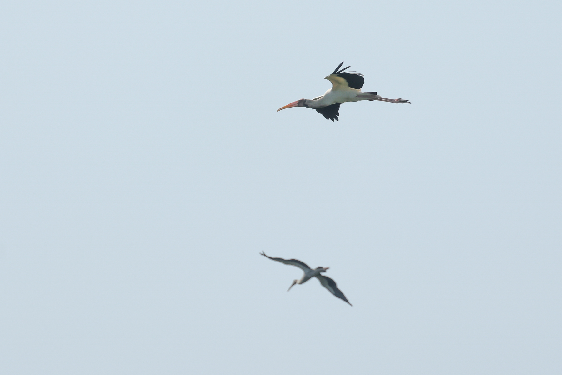 Milky Stork (image by Vincent van der Spek)