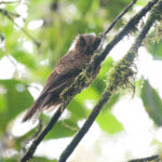 Mountain Owlet-Nightjar (image by Phil Hansbro)