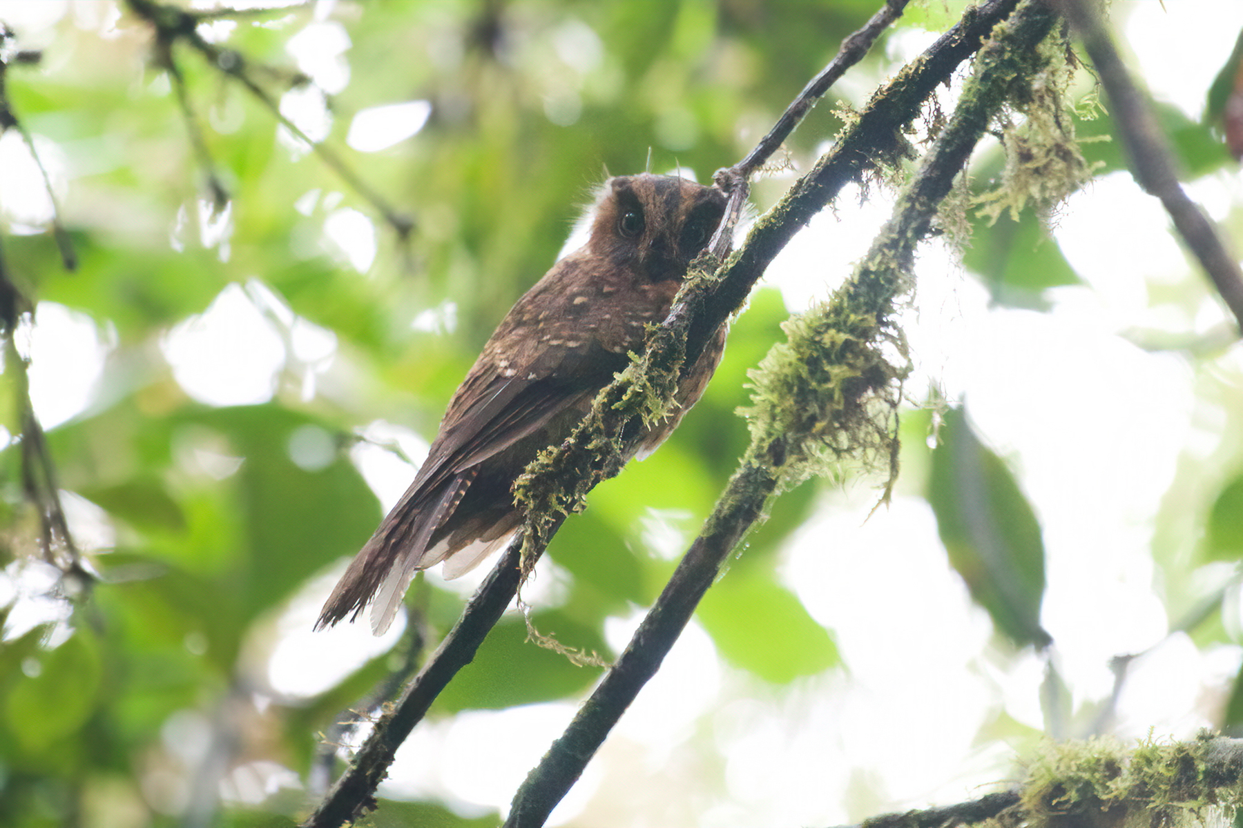Mountain Owlet-Nightjar (image by Phil Hansbro)
