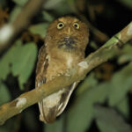 Mountain Scops Owl (image by Vincent van der Spek)