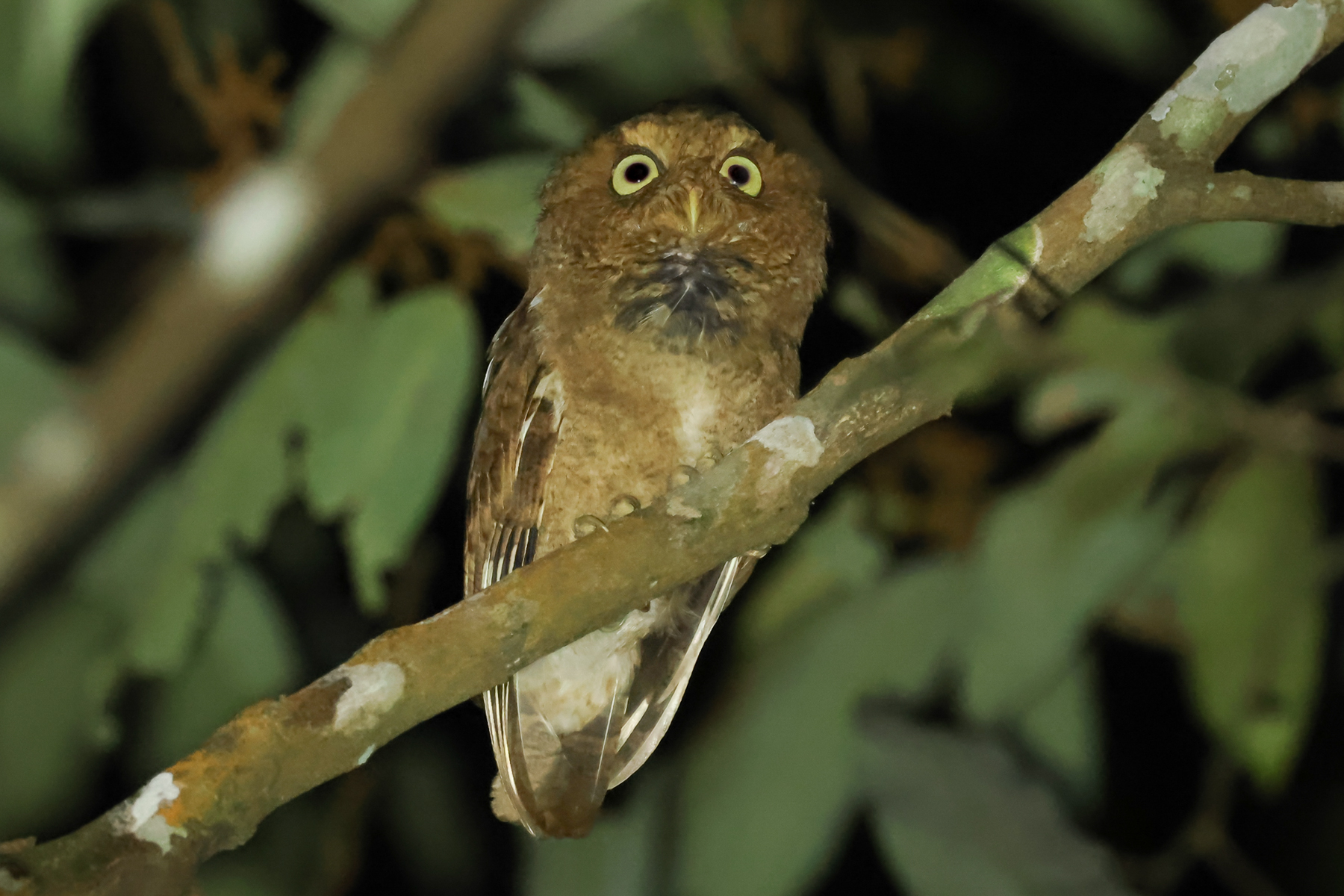 Mountain Scops Owl (image by Vincent van der Spek)