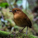 Muisca Antpitta (image by Trevor Ellery)