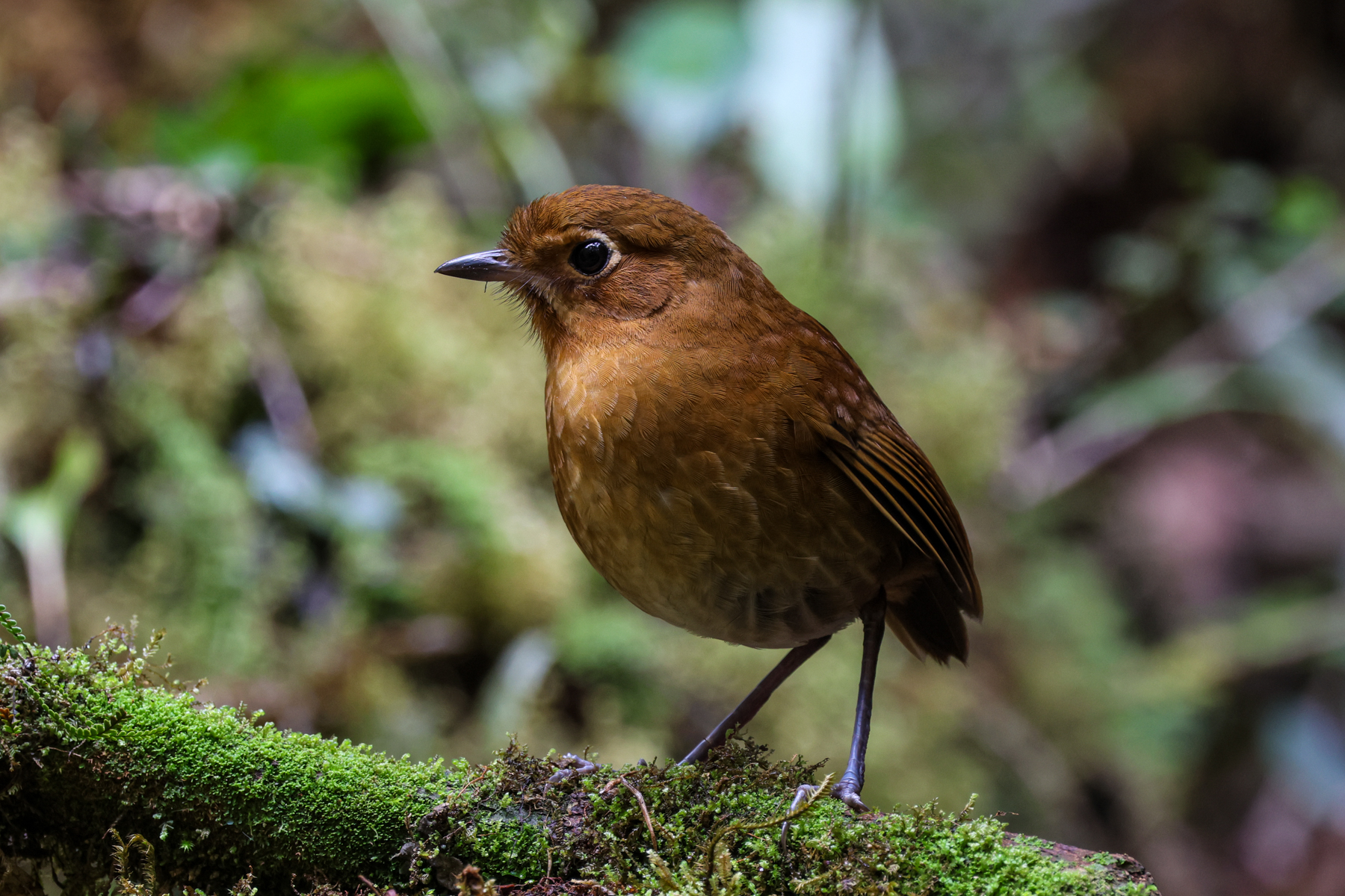 Muisca Antpitta (image by Trevor Ellery)