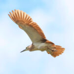 Nankeen Night Heron (image by Phil Hansbro)