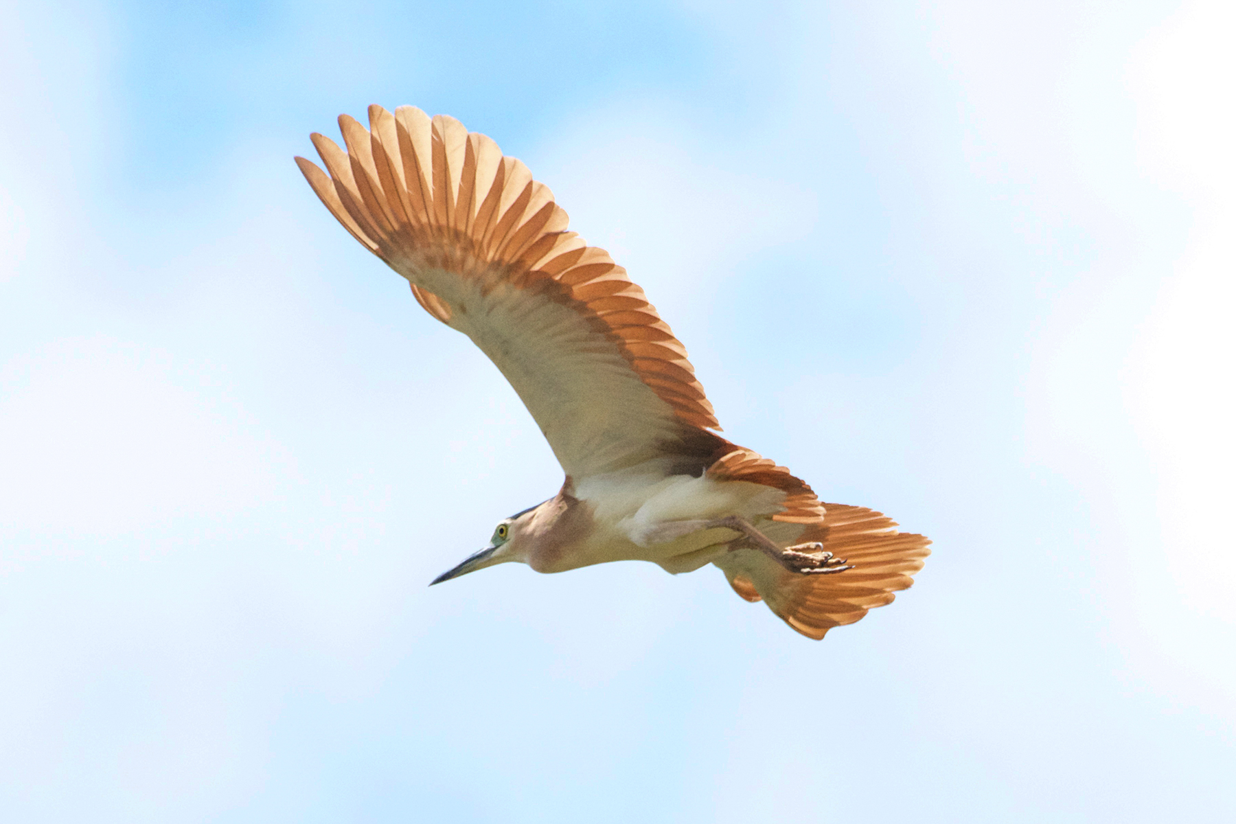 Nankeen Night Heron (image by Phil Hansbro)