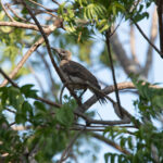 New Guinea Friarbird (image by Phil Hansbro)