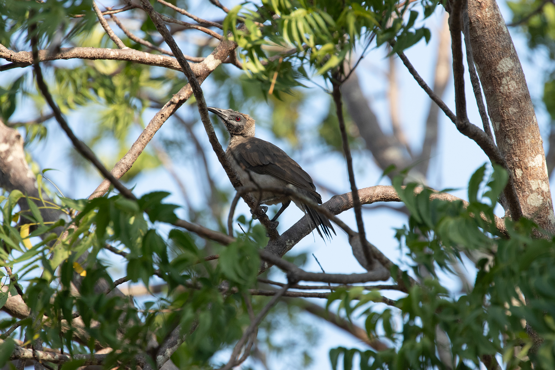 New Guinea Friarbird (image by Phil Hansbro)