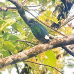 Nicobar Pigeon (image by Phil Hansbro)