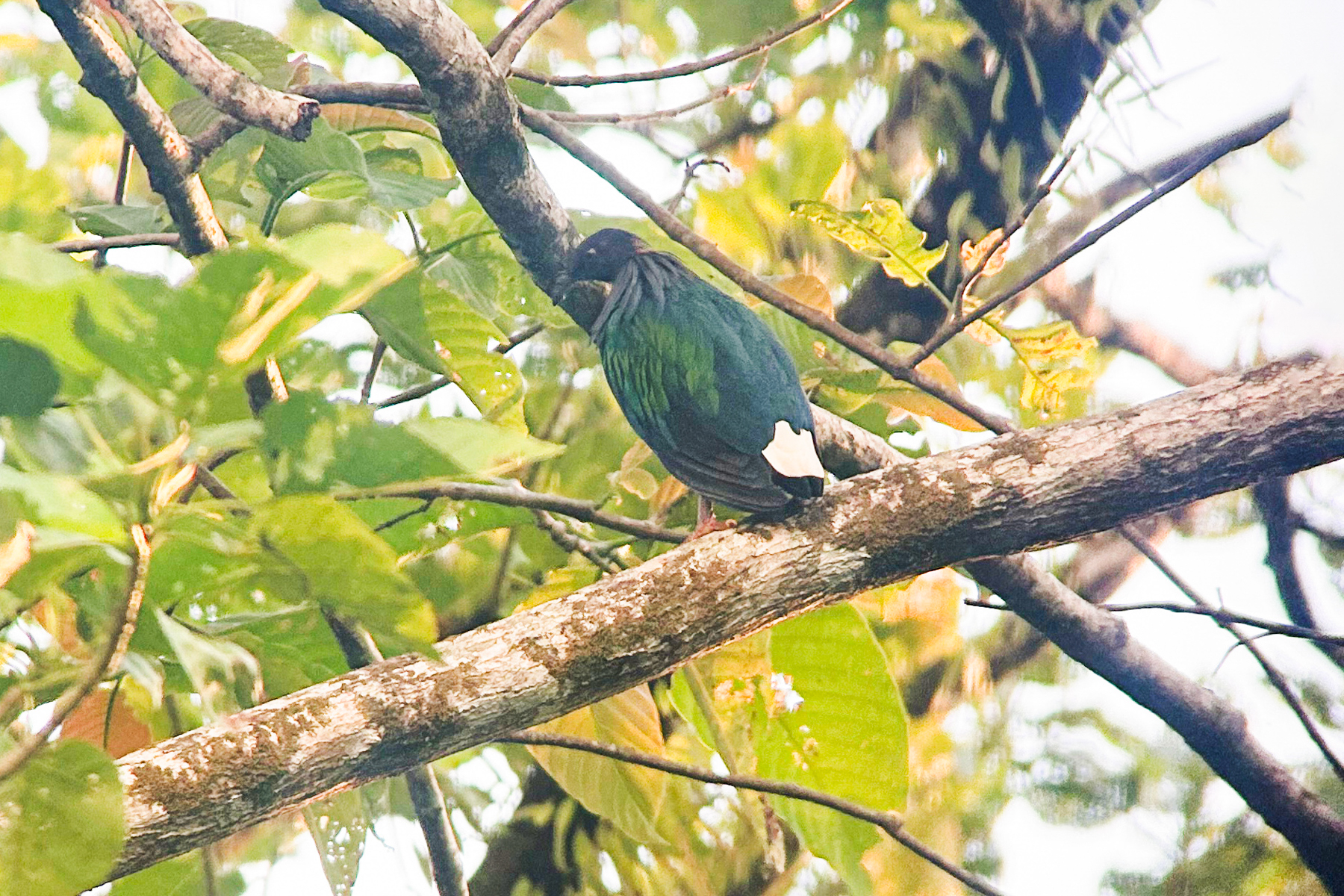 Nicobar Pigeon (image by Phil Hansbro)