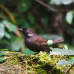 Nonggang Babbler (image by Craig Robson)