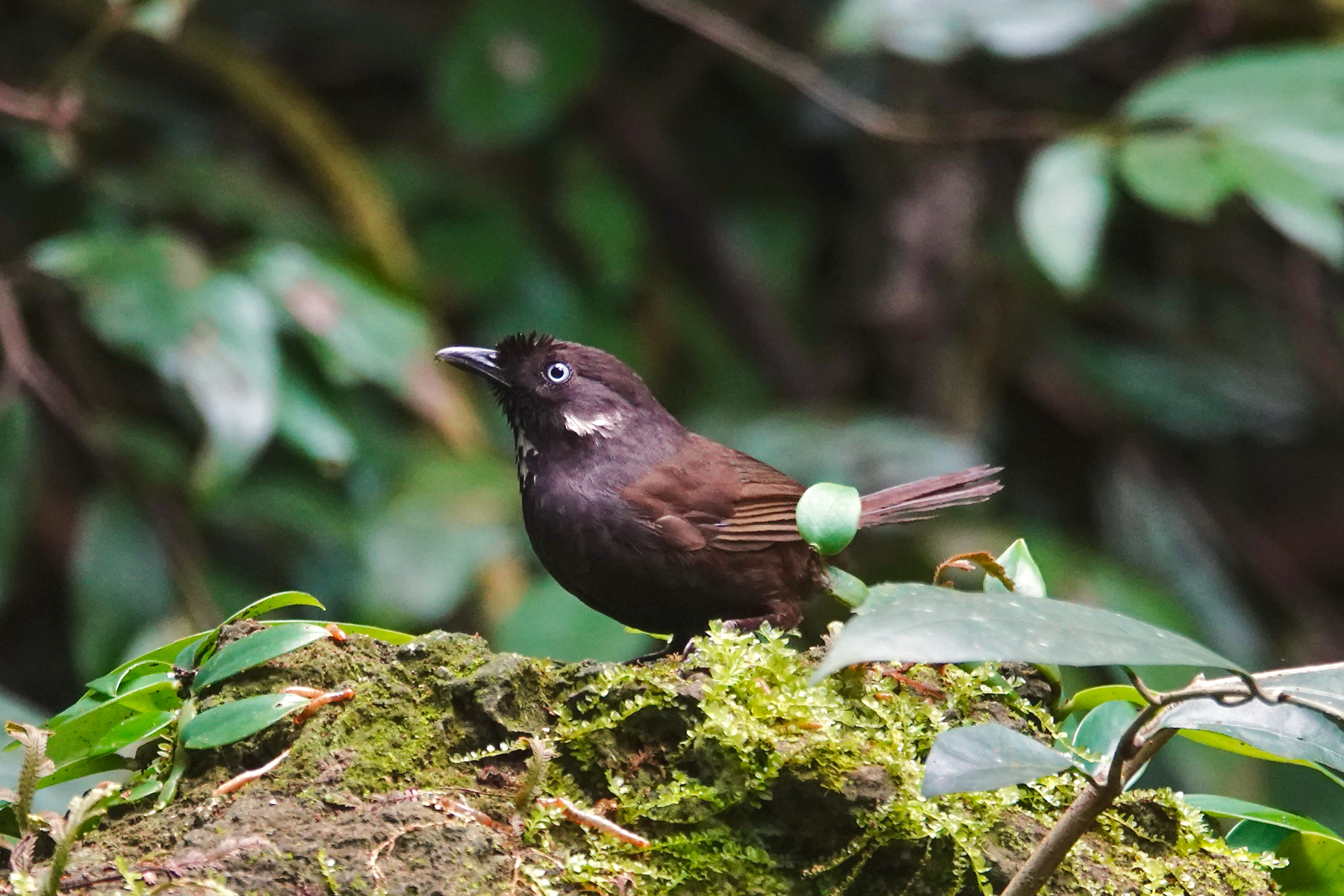 Nonggang Babbler (image by Craig Robson)