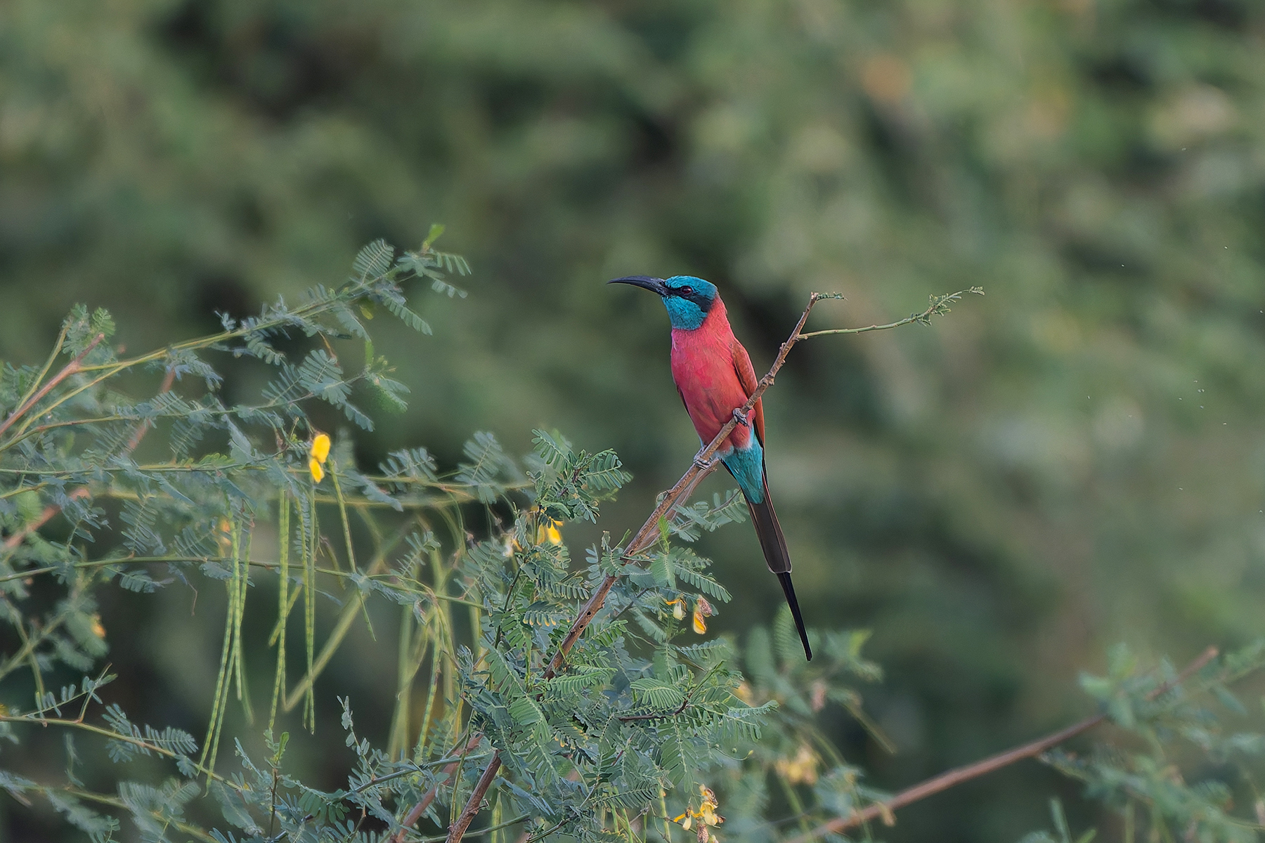 Northern Carmine Bee-eater (image by Diedert Koppenol)