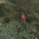 Northern Carmine Bee-eater (image by Diedert Koppenol)
