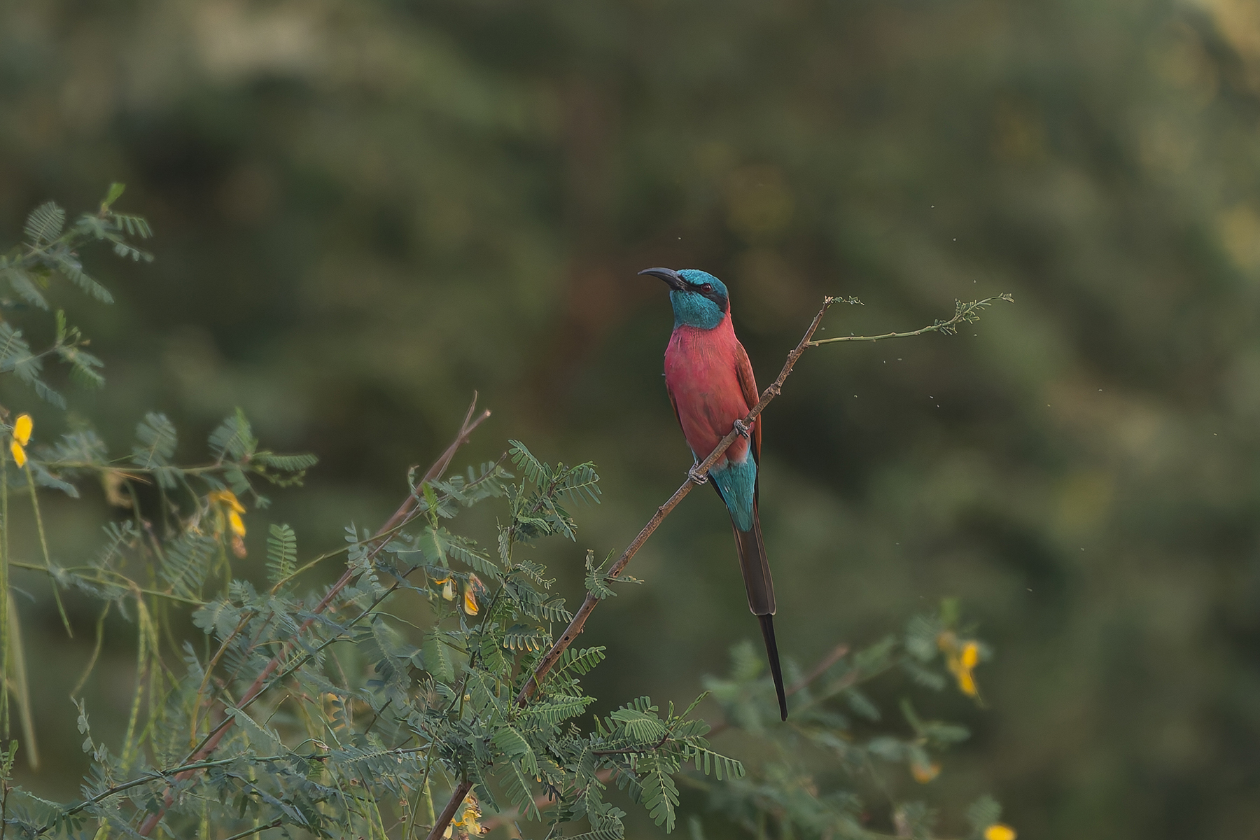Northern Carmine Bee-eater (image by Diedert Koppenol)