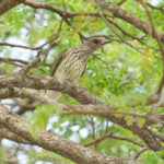 Northern Figbird (image by Phil Hansbro)