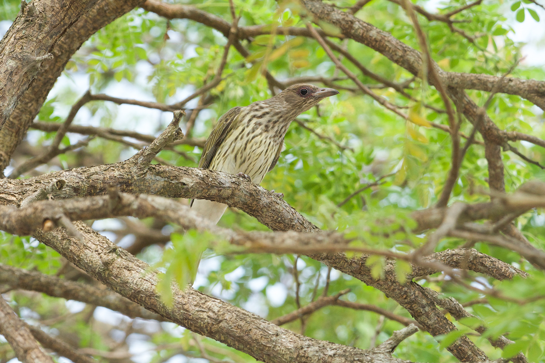Northern Figbird (image by Phil Hansbro)