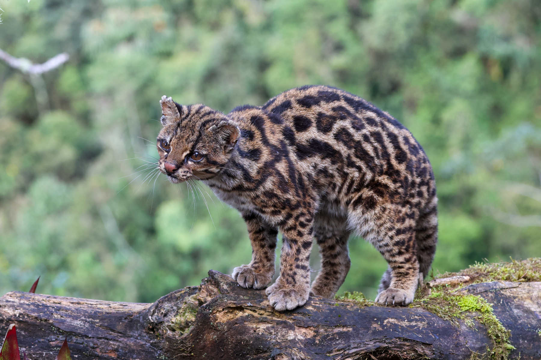 Northern Oncilla (image by Trevor Ellery)