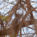 Northern White-faced Owl (image by Diedert Koppenol)