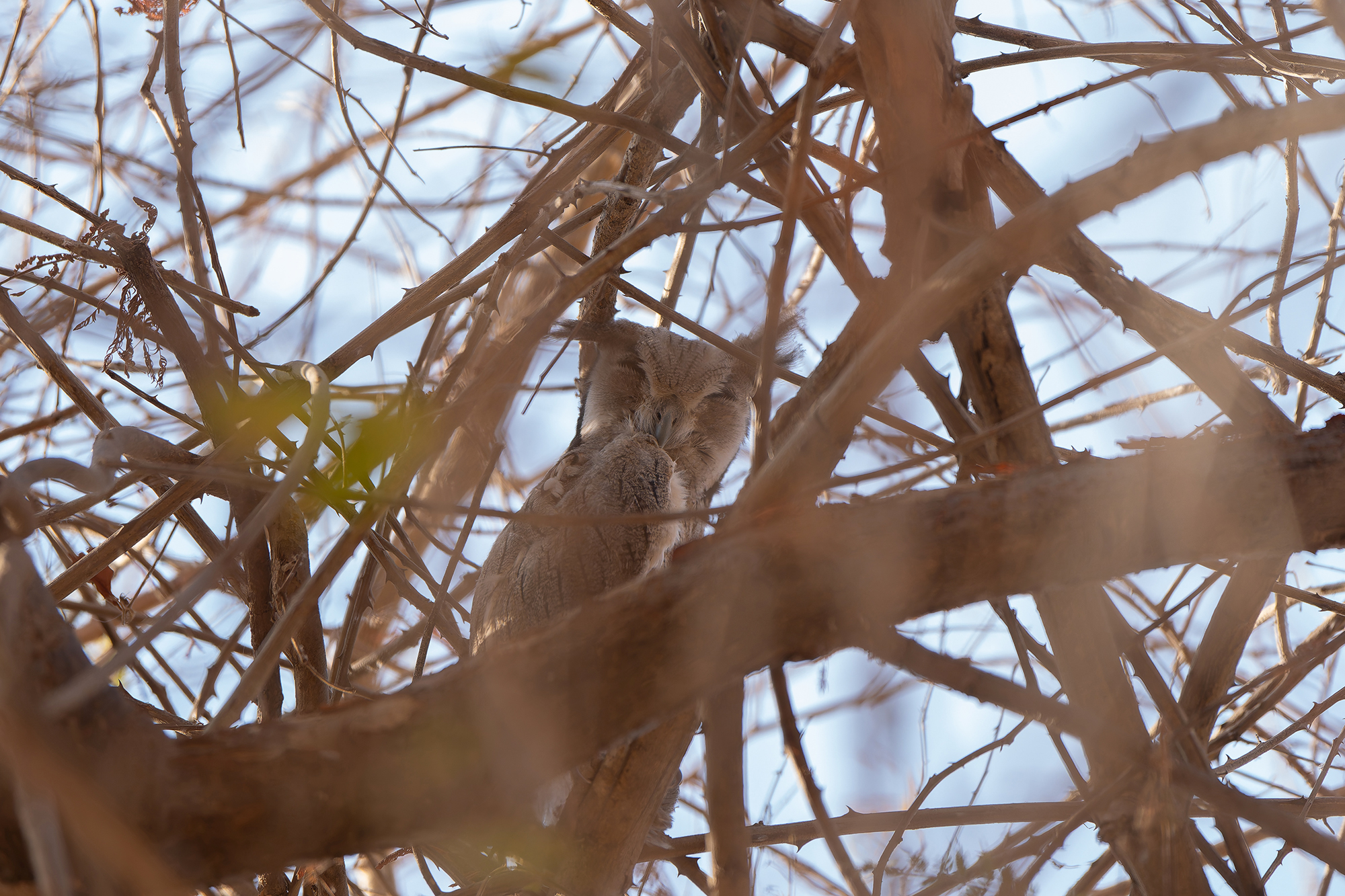 Northern White-faced Owl (image by Diedert Koppenol)