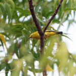 Northern Yellow White-eye (image by Diedert Koppenol)