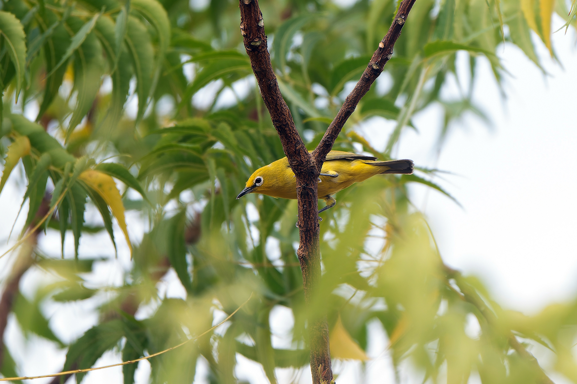 Northern Yellow White-eye (image by Diedert Koppenol)
