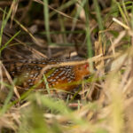 Ocellated Crake (image by Eustace Barnes)