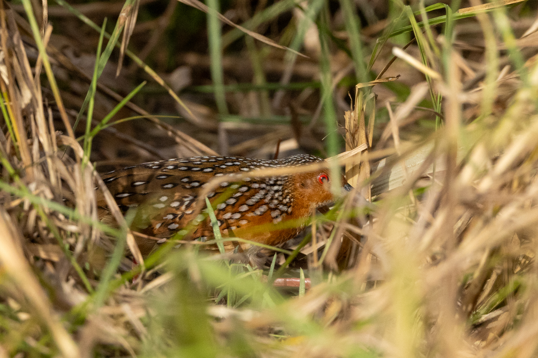 Ocellated Crake (image by Eustace Barnes)