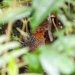 Ocellated Tapaculo (image by Trevor Ellery)