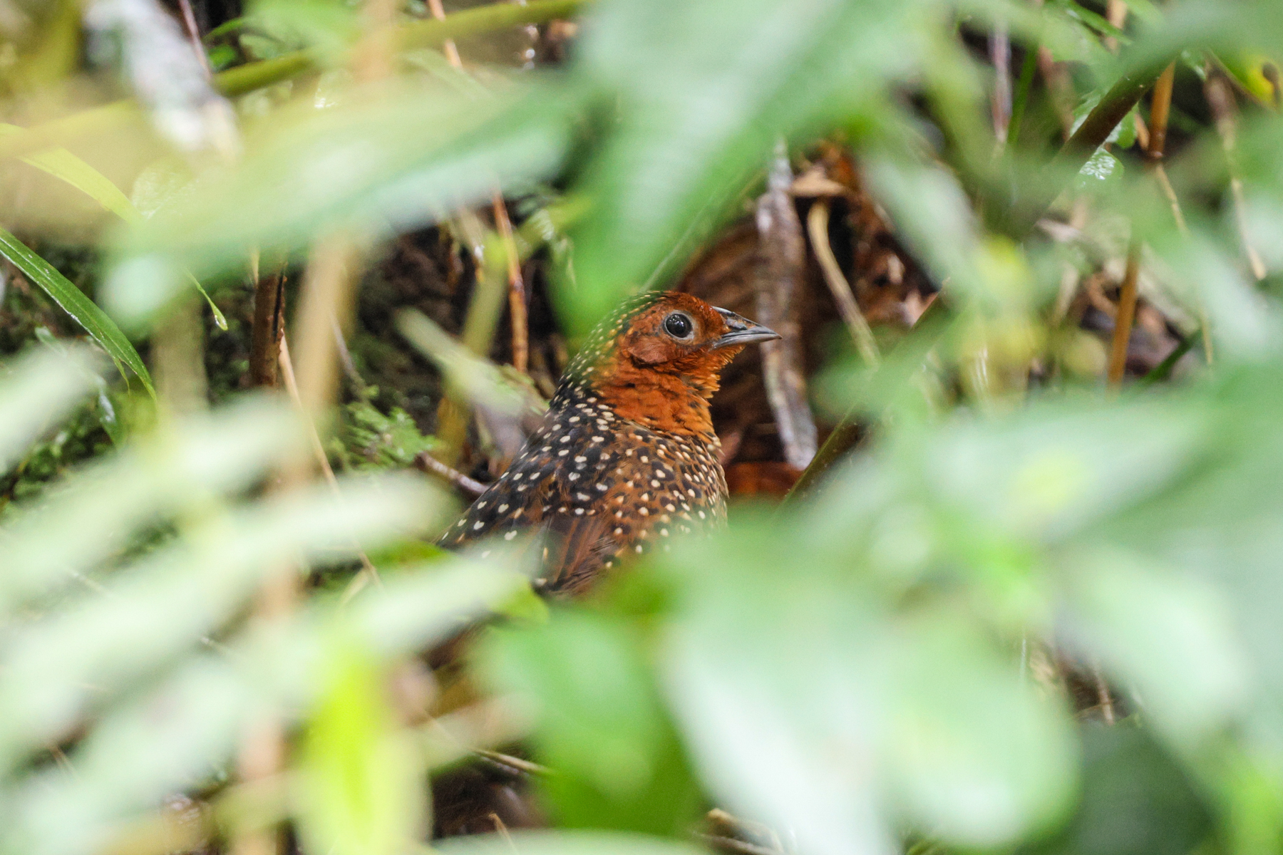 Ocellated Tapaculo (image by Trevor Ellery)