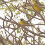 Olive-naped Weaver (image by Diedert Koppenol)