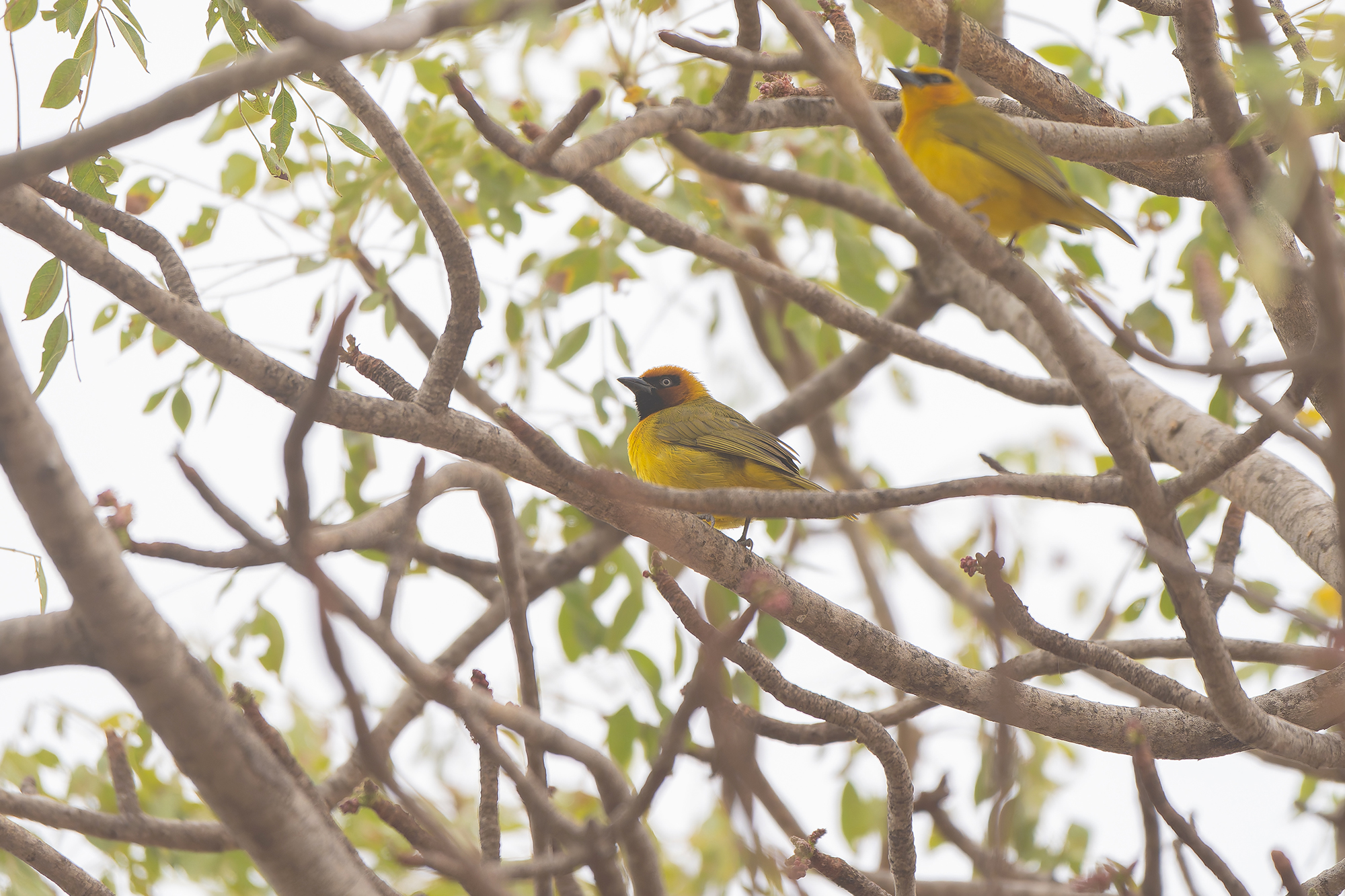 Olive-naped Weaver (image by Diedert Koppenol)