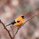 Orange Bullfinch (image by Hannu Jännes)