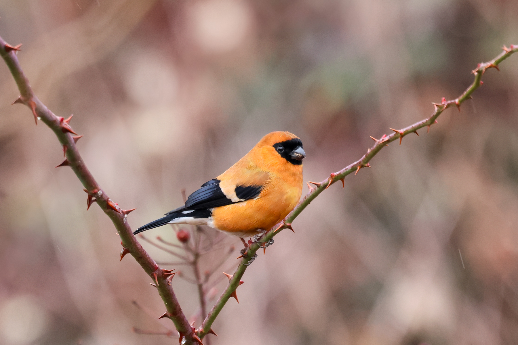 Orange Bullfinch (image by Hannu Jännes)