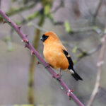Orange Bullfinch (image by Hannu Jännes)