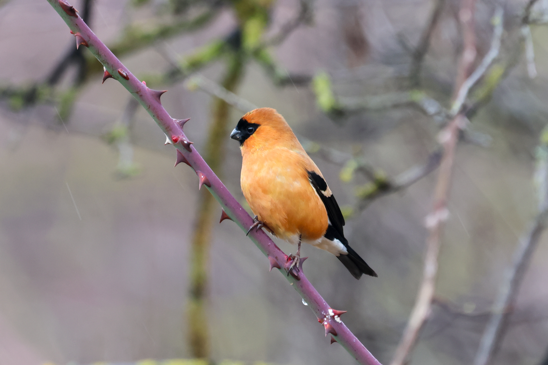 Orange Bullfinch (image by Hannu Jännes)