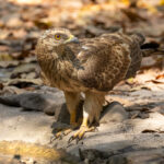 Oriental Honey Buzzard (image by Vincent van der Spek)