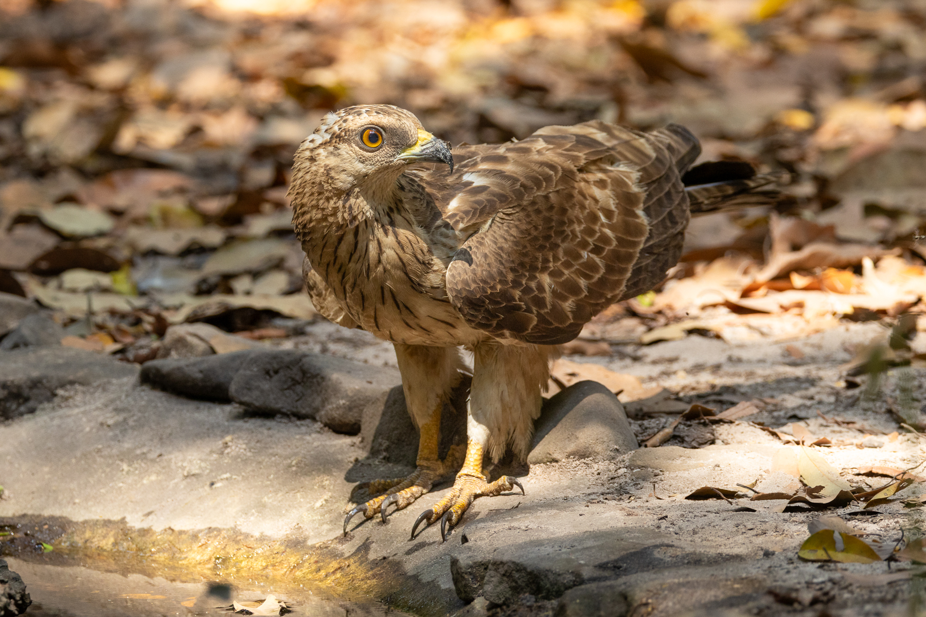 Oriental Honey Buzzard (image by Vincent van der Spek)