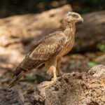Oriental Honey Buzzard (image by Vincent van der Spek)