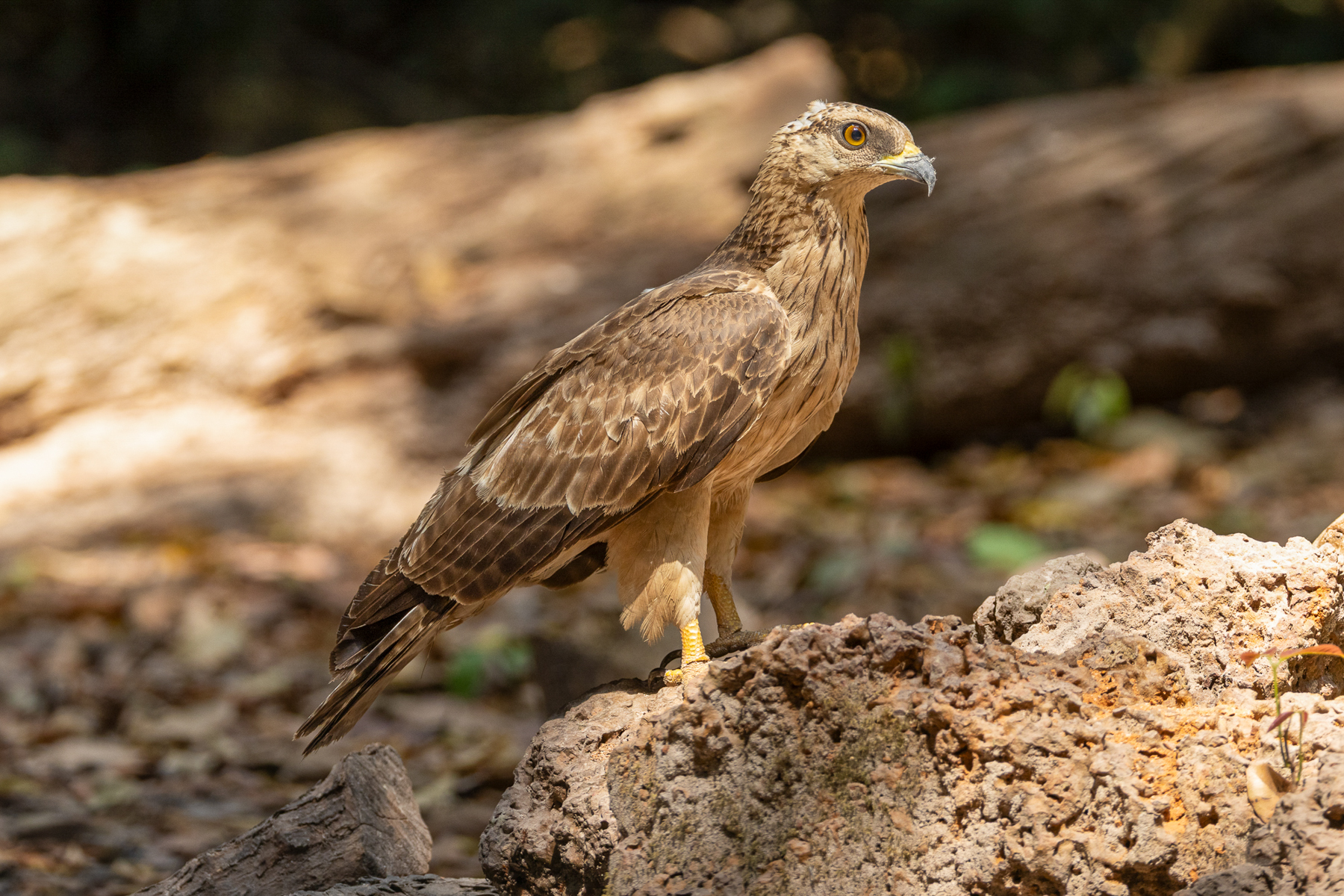 Oriental Honey Buzzard (image by Vincent van der Spek)